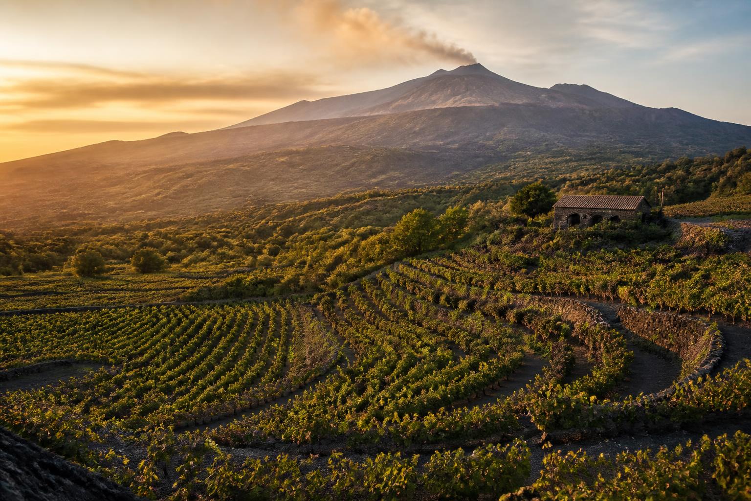 Terraced vineyard contrade on the volcanic slopes of Mount Etna at golden hour
