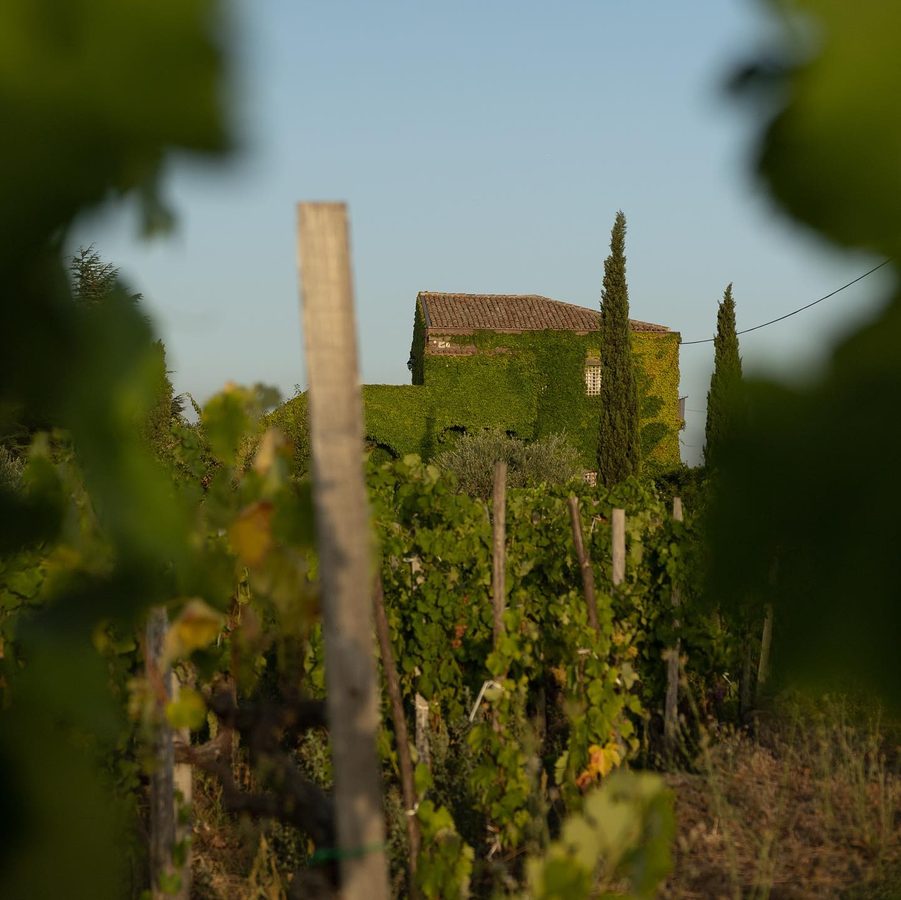 Fischetti Wine